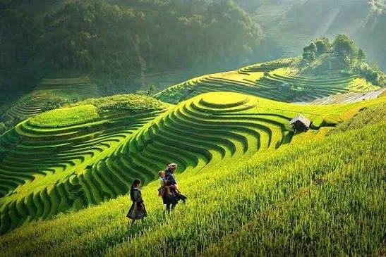 Ruộng bậc thang Đồi Mâm Xôi tại La Pán Tẩn