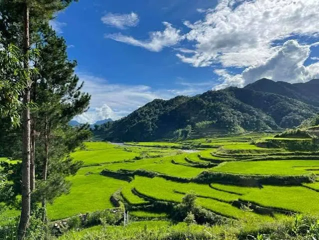Ruộng lúa xanh giữa núi rừng Ngọc Chiến