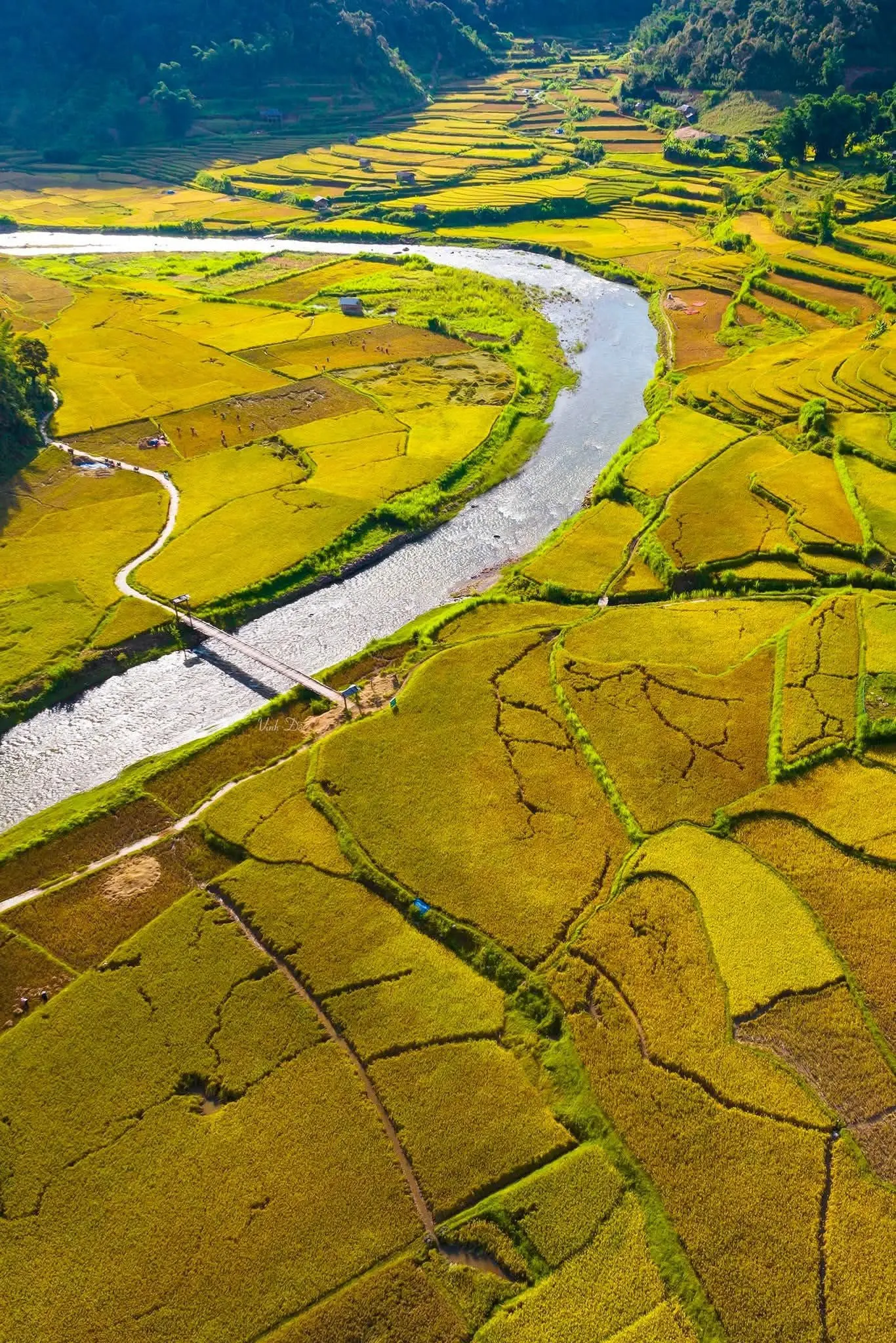 Những thửa ruộng lúa vàng bên dòng suối và cây cầu ở Ngọc Chiến